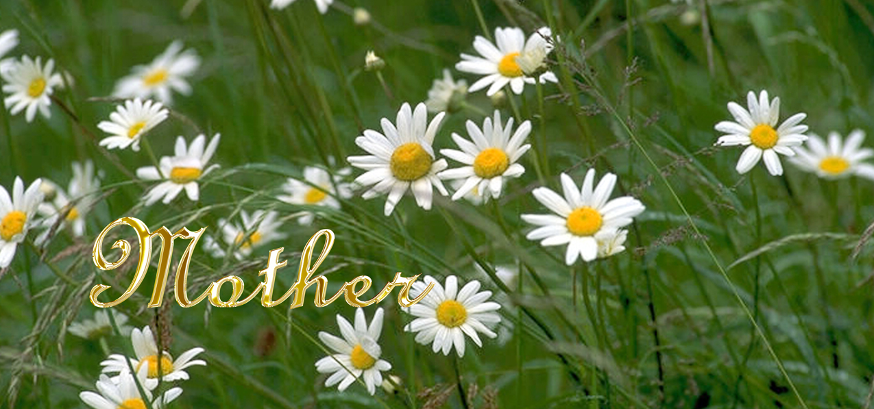 P 021 M GD Field of Daises Mother Gold